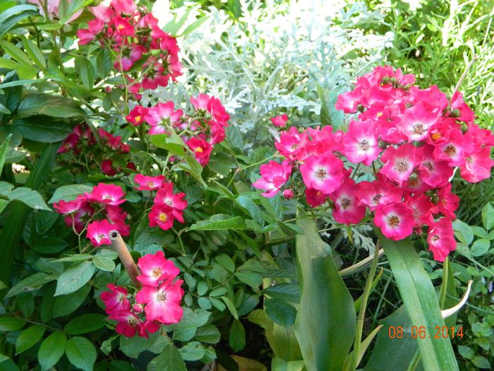 DSCN7928 - Flori 2014