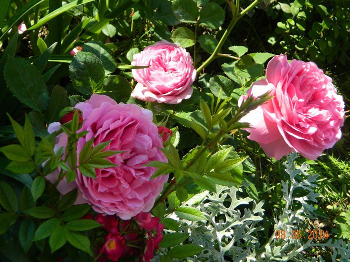 Princess Alexandra of Kent - Flori 2014