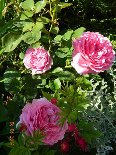 DSCN7931 - Flori 2014