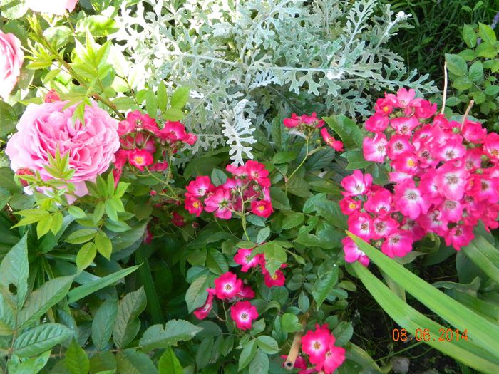 DSCN7932 - Flori 2014