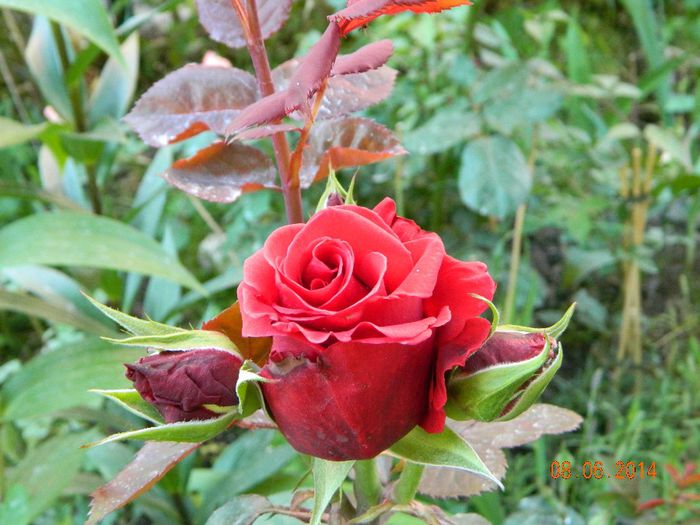 DSCN7936 - Flori 2014