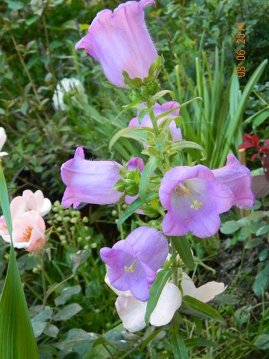 DSCN7937 - Flori 2014