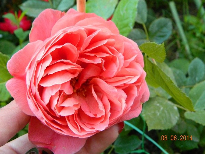 DSCN7938 - Flori 2014