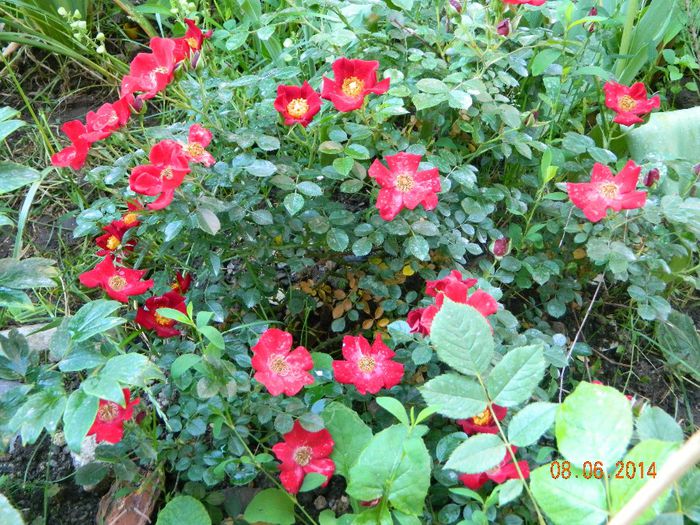 Bienenweide Rot - Flori 2014