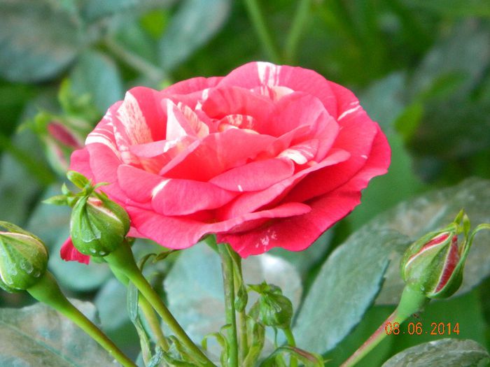 Twist - Flori 2014