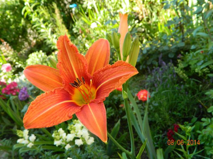 DSCN7943 - Flori 2014