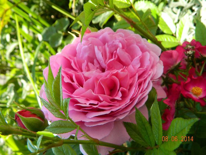 Princess Alexandra of Kent - Flori 2014