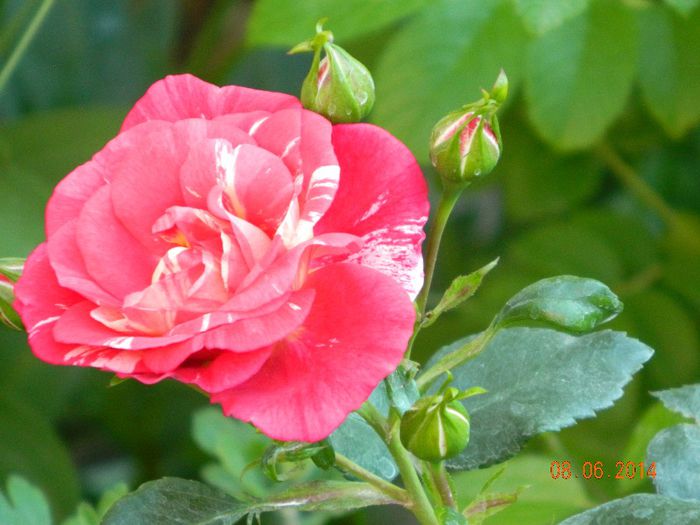 DSCN7959 - Flori 2014