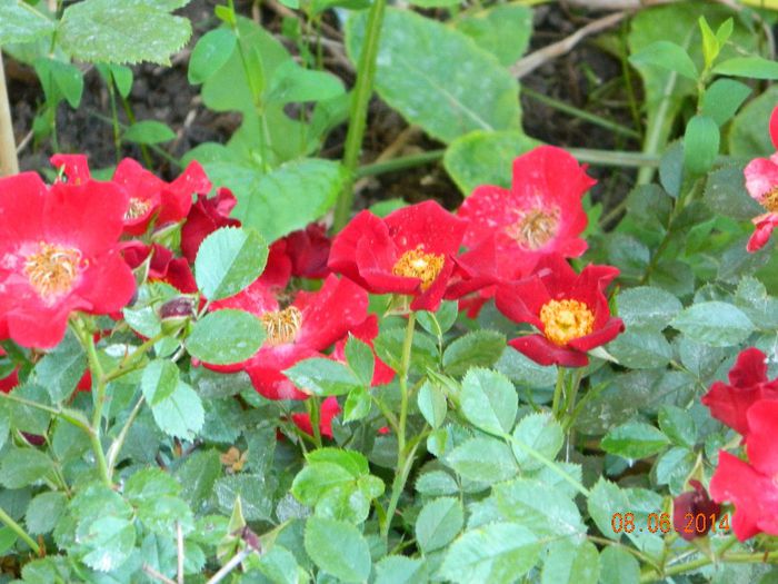 Bienenweide Rot - Flori 2014