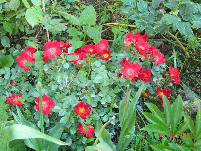 Bienenweide Rot - Flori 2014