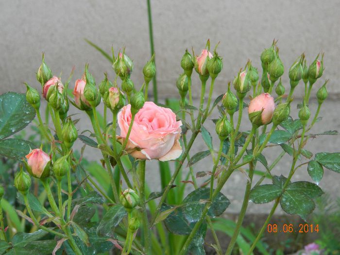 Chimomo - Flori 2014