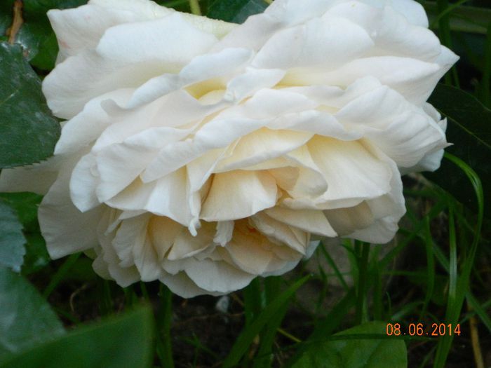 Necunoscut 5 - Flori 2014