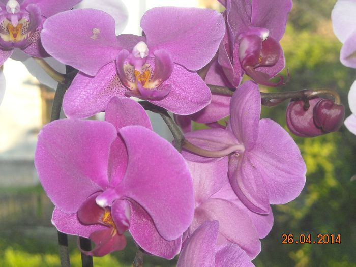 orhidee - Orhidee 2014