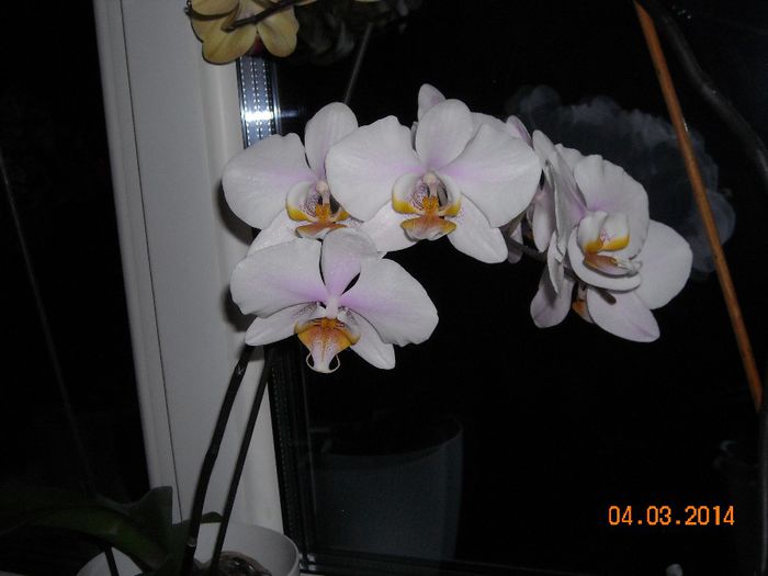 FLORI (32) - Orhidee 2014