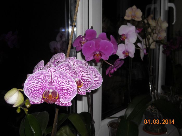 FLORI (33) - Orhidee 2014