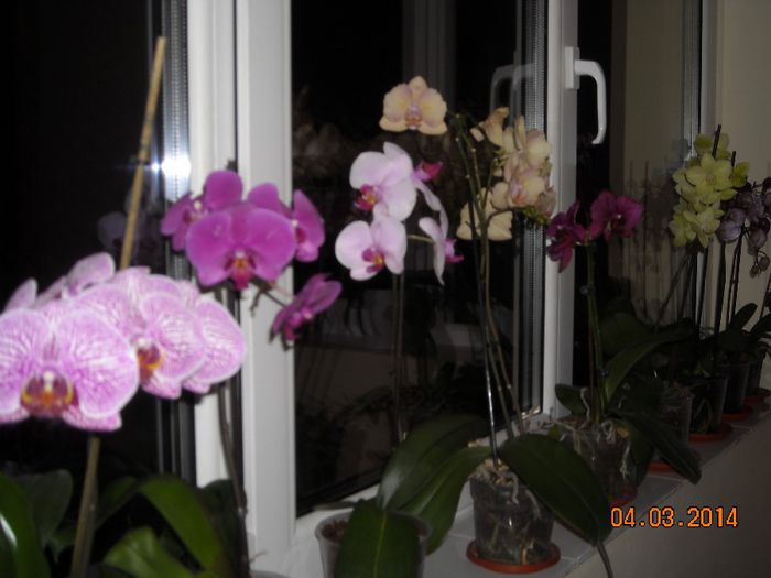 FLORI - Orhidee 2014