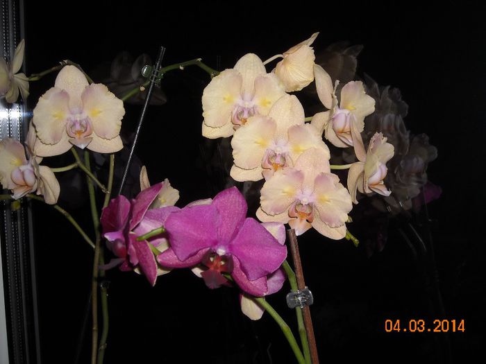 FLORI (3) - Orhidee 2014