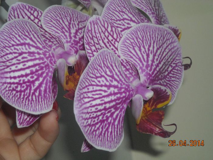 FLORI (9) - Orhidee 2014