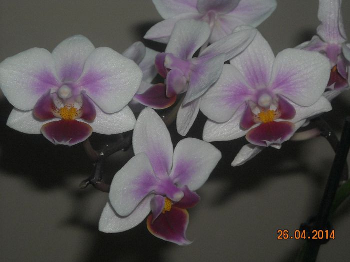 FLORI (11) - Orhidee 2014