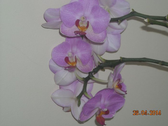FLORI (12) - Orhidee 2014