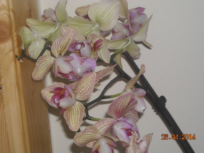 FLORI (13) - Orhidee 2014