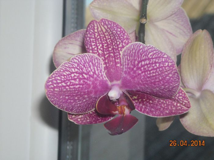 FLORI (15) - Orhidee 2014