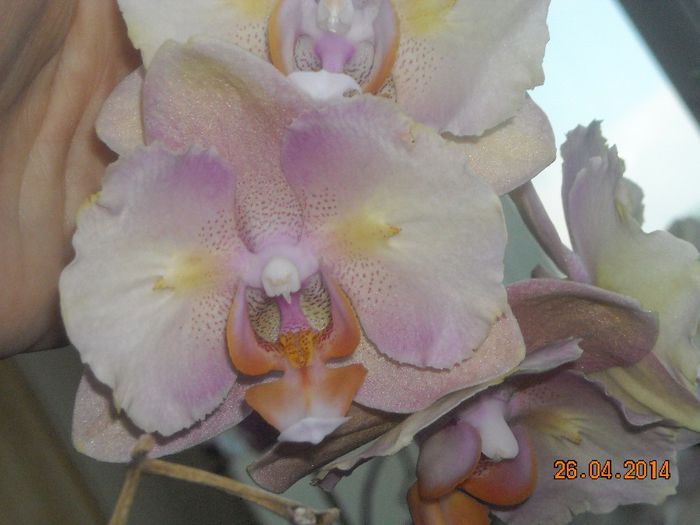 FLORI (16) - Orhidee 2014