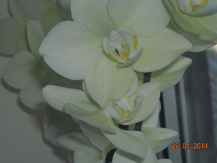 FLORI (18) - Orhidee 2014