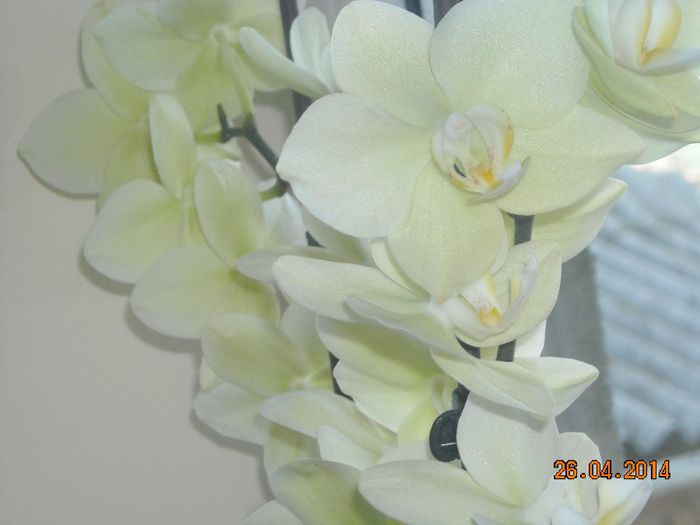 FLORI (19) - Orhidee 2014