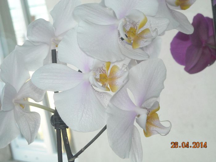 FLORI (21) - Orhidee 2014