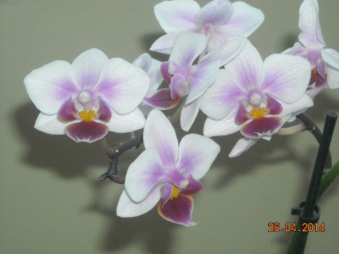 FLORI (22) - Orhidee 2014