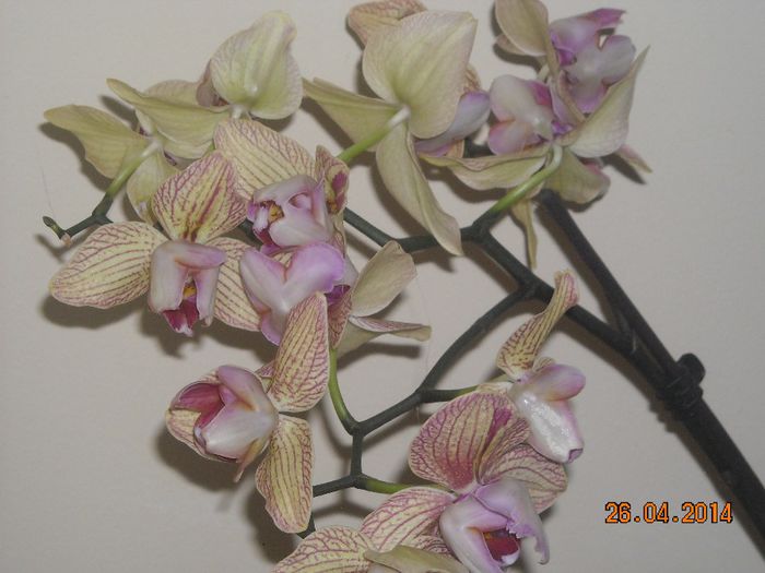 FLORI (27) - Orhidee 2014