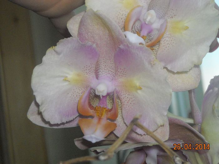 FLORI (28) - Orhidee 2014