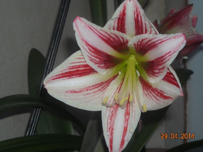 5 - Amaryllis