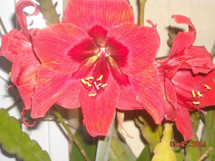 7 - Amaryllis