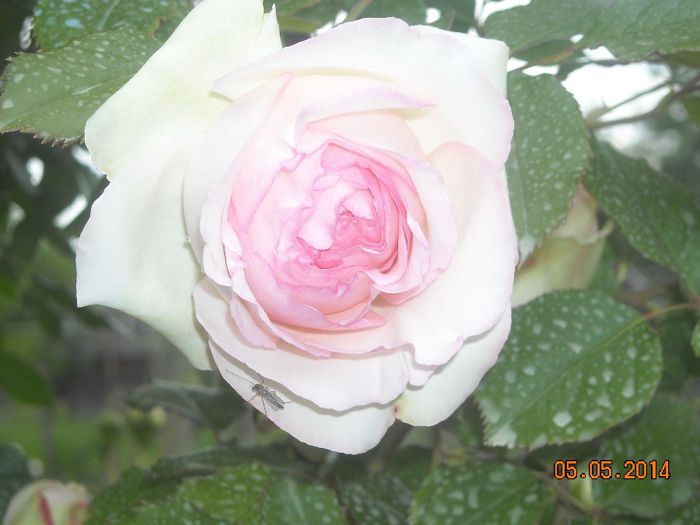 EDEN ROSE - Trandafiri 2014