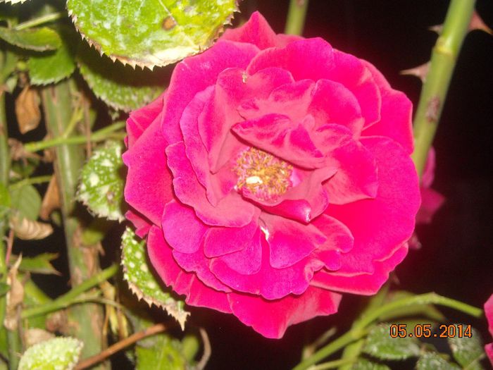 FLORI (11) - Trandafiri 2014