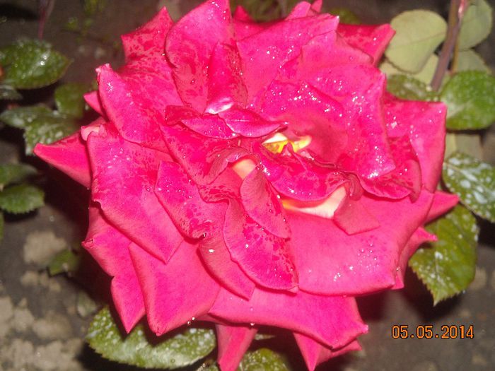 FLORI (15) - Trandafiri 2014