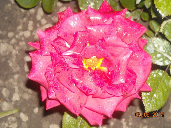 FLORI (27) - Trandafiri 2014