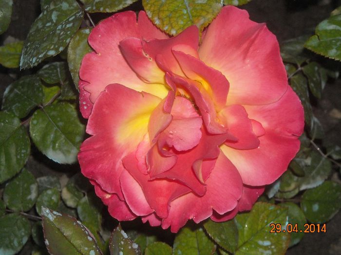 FLORI (48) - Trandafiri 2014