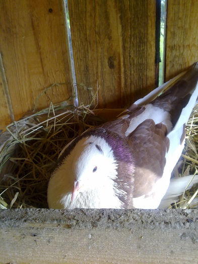 femela urias maghiar - voliera mea