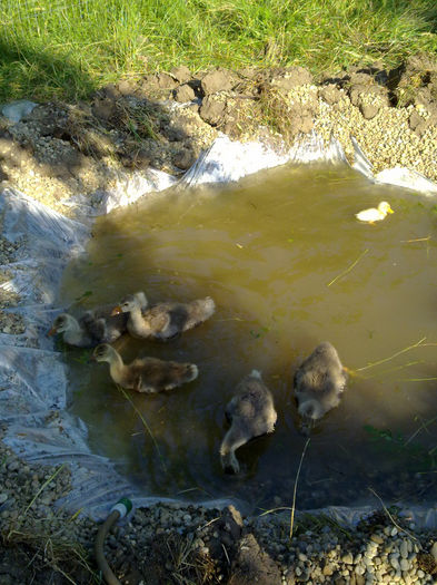 la balta 005 - cotetul si pasarile ce se adapostesc in el