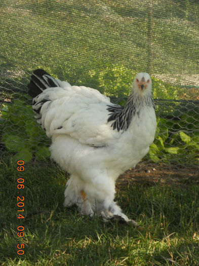 039 - pui 2014