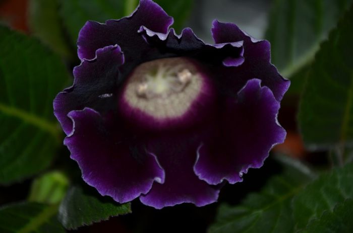 Blue Suny Rain - Gloxinii 2014