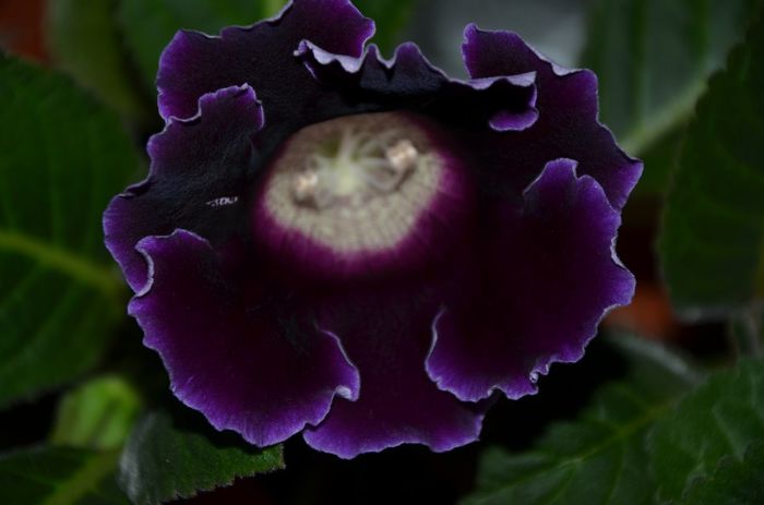 Blue Suny Rain - Gloxinii 2014