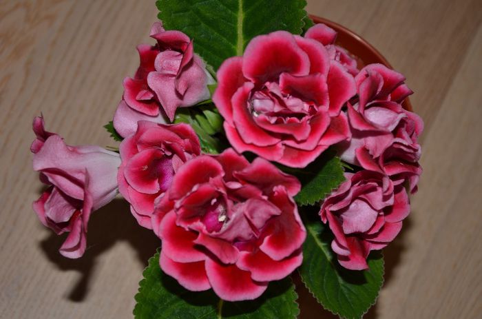 Extasy - Gloxinii 2014