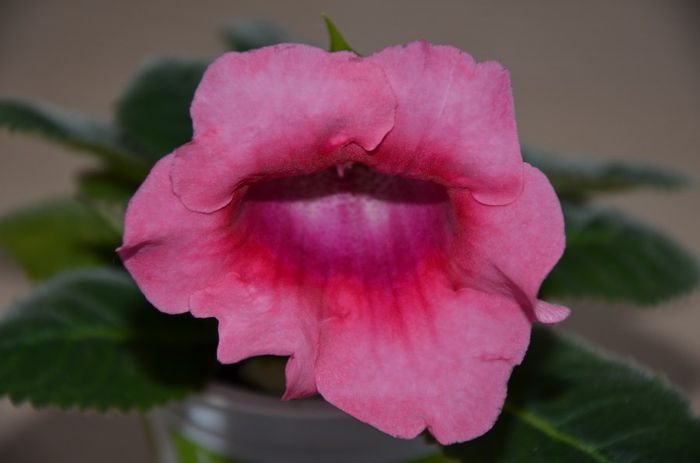 Hibrid Slipper Rosu   Picotte Pink - Gloxinii 2014