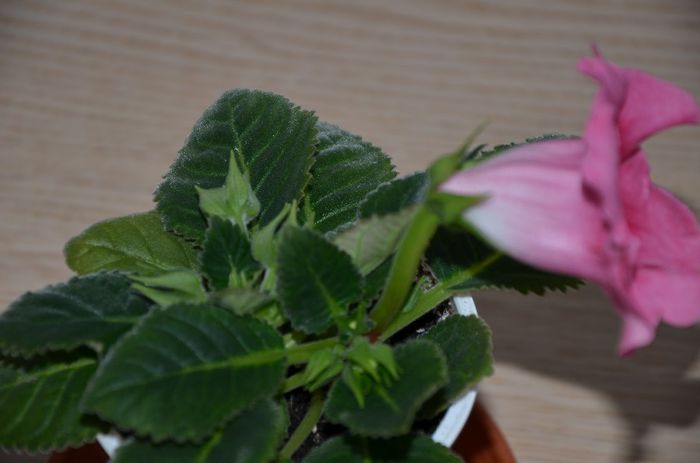 Hibrid Slipper Rosu   Picotte Pink - Gloxinii 2014