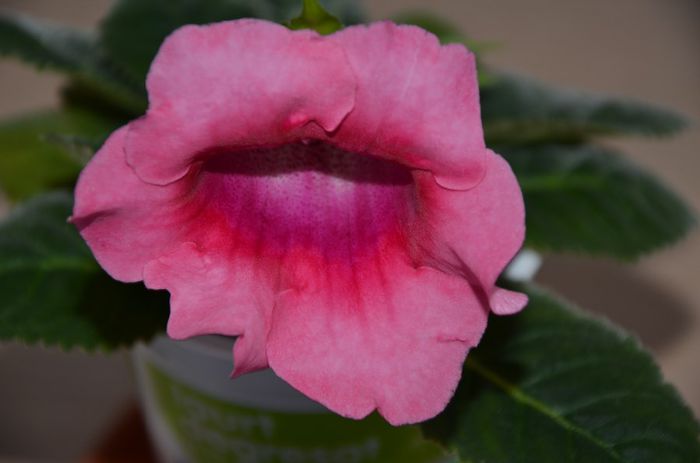 Hibrid Slipper Rosu   Picotte Pink - Gloxinii 2014