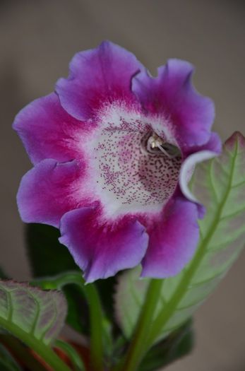 Hibrid Slipper Rosu si Crep - Gloxinii 2014